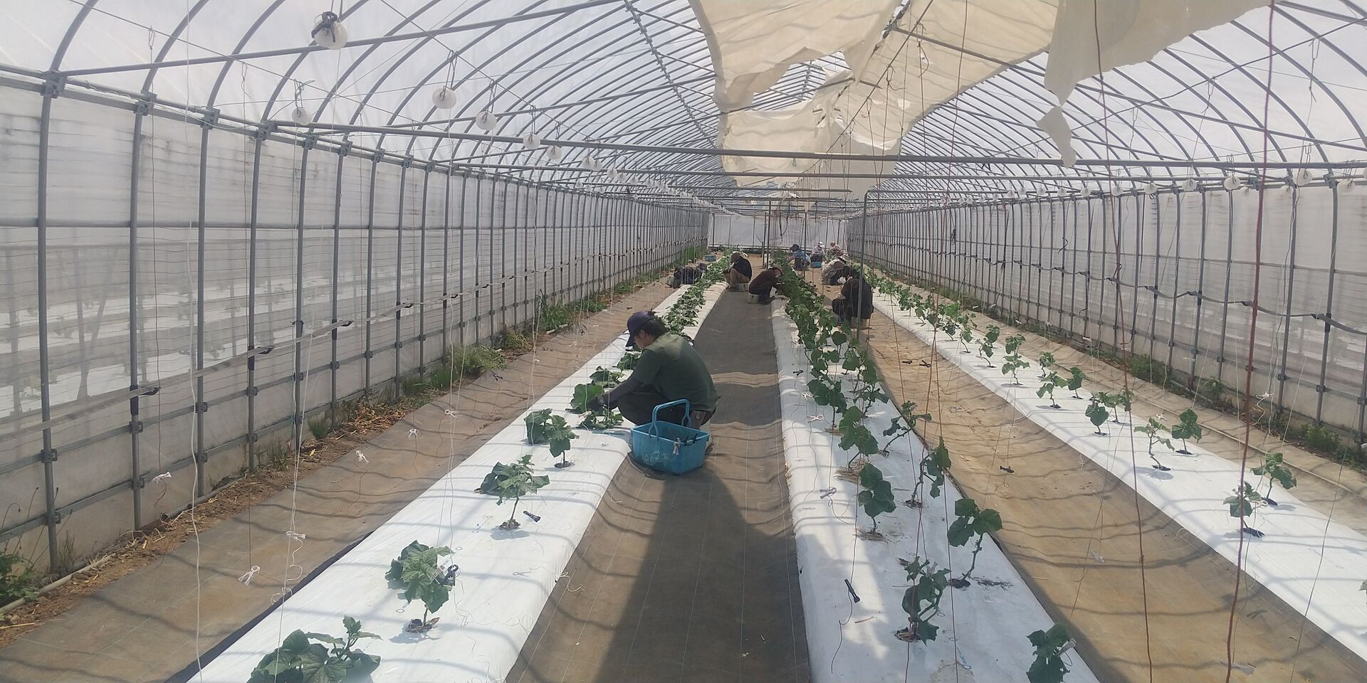 胡瓜の定植作業を行いました