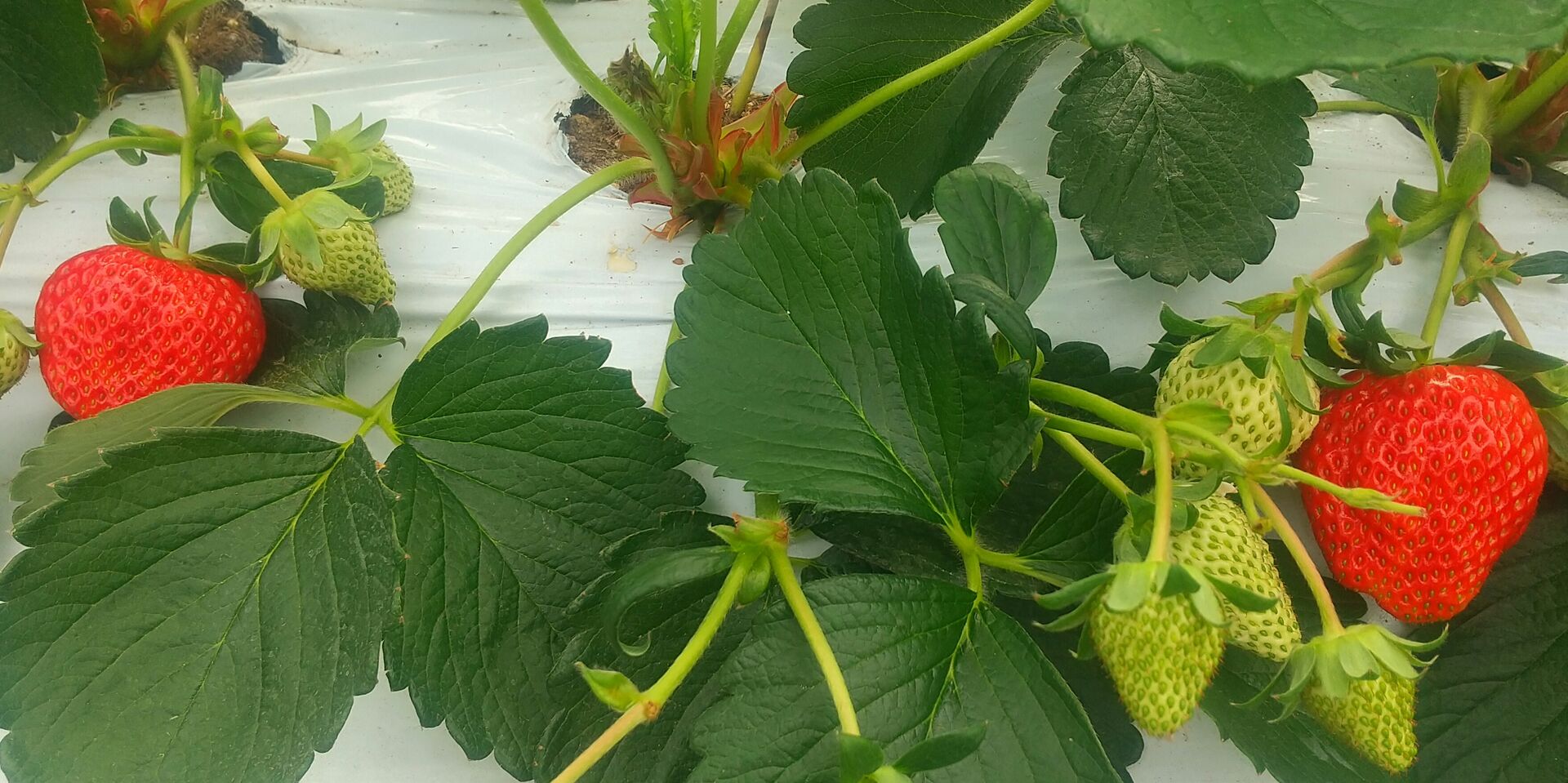 苺が色づき始めました。