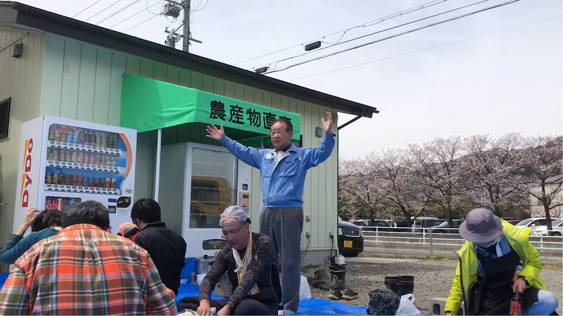 事務所の駐車場でお花見
