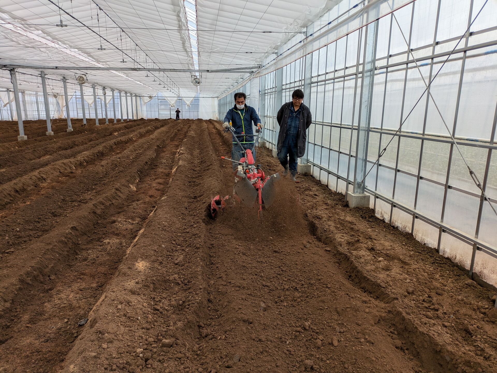 胡瓜定植の準備作業始まる