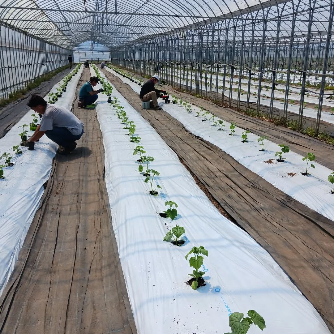 2回目の、きゅうりの定植をしました