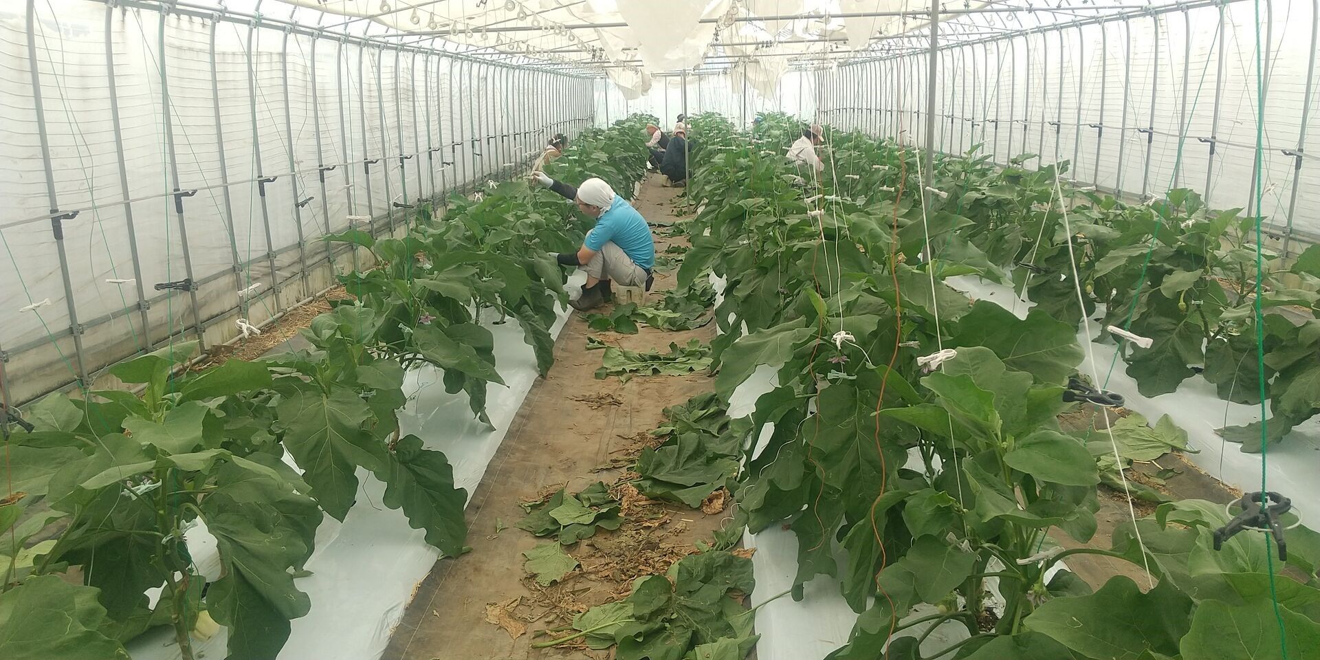 B型